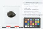 Foto (Objekt + Etikett) von Asterocaryum europaeum Ettingshausen (NHMW-GEO-2024-0188-9183)